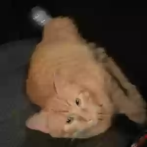 adoptable Cat in Dallas, TX named Unknown