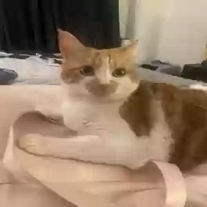 adoptable Cat in Pottstown, PA named Jaycie