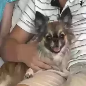 adoptable Dog in Fort Worth, TX named Daisy