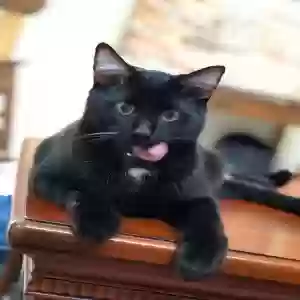 adoptable Cat in Cumming, GA named George