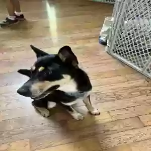 adoptable Dog in Waleska, GA named Roku