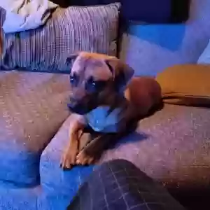 adoptable Dog in Atlanta, GA named Little Momma,Big Momma,Icy, and PJ
