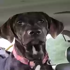 adoptable Dog in Milford, DE named Nala Mae