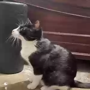 adoptable Cat in Fort Worth, TX named Jerry