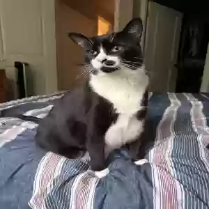 adoptable Cat in Atlanta, GA named kira