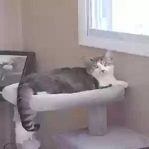 adoptable Cat in Adena, OH named JJ