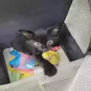 adoptable Cat in Atlanta, GA named Unknown
