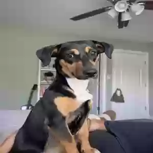 adoptable Dog in Covington, GA named Willow