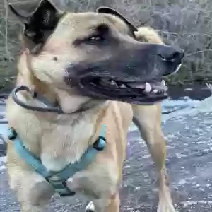 adoptable Dog in Nebo, NC named Aho
