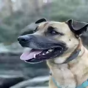 /images/pets/original/2182956_actual_two.webp