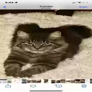 /images/pets/original/2182957_actual_three.webp