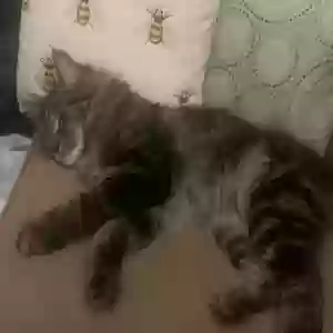 adoptable Cat in Flint, MI named Harley
