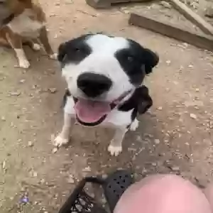 adoptable Dog in Waco, GA named Snoop