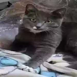 adoptable Cat in Clinton, MD named Norman