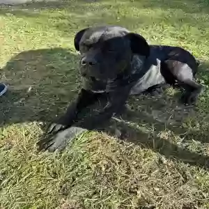 adoptable Dog in Warner Robins, GA named Big girl