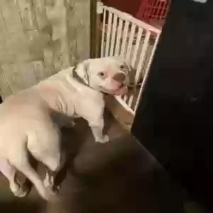 adoptable Dog in Pocahontas, AR named Brandon