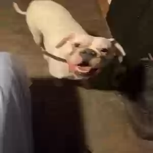 adoptable Dog in Pocahontas, AR named Betty