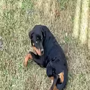 adoptable Dog in Hampton, GA named Pebbles