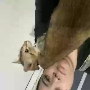 adoptable Cat in Vega Baja, PR named Toffee