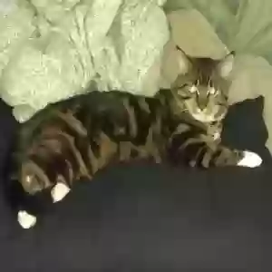 adoptable Cat in Gig Harbor, WA named mr. bling