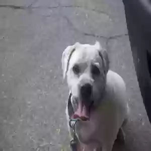 adoptable Dog in Bremerton, WA named Titan