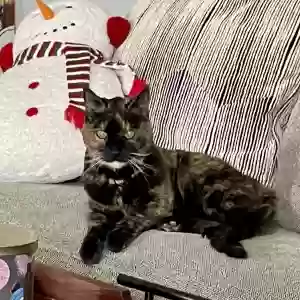 adoptable Cat in Winchester, VA named Gabby