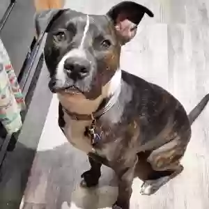 adoptable Dog in Fort Worth, TX named Phil
