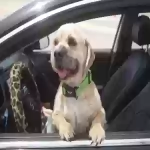 adoptable Dog in Bremerton, WA named Milo