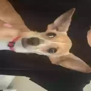 adoptable Dog in Peachtree City, GA named Lexie