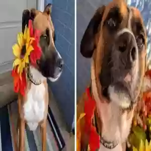 adoptable Dog in Paducah, KY named Pumpkin
