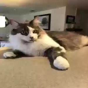 adoptable Cat in Grand Blanc, MI named Roman