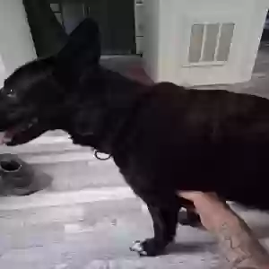 adoptable Dog in Wichita, KS named Loki