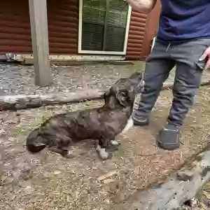 adoptable Dog in Sautee Nacoochee, GA named Peaches