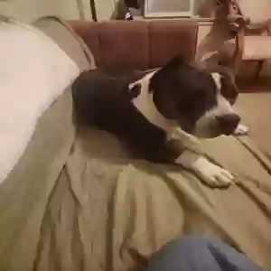 adoptable Dog in Vallejo, CA named Niña