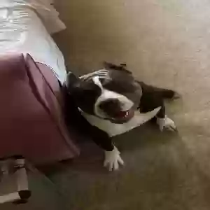 /images/pets/original/2183004_actual_two.webp