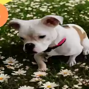 adoptable Dog in Columbia, SC named Max