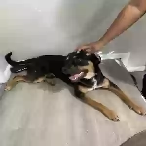 adoptable Dog in Balch Springs, TX named Buddy