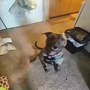 adoptable Dog in Battle Creek, MI named Earl