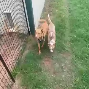 adoptable Dog in New Braunfels, TX named Jack