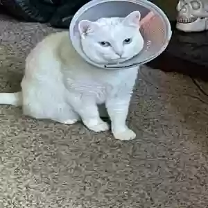 adoptable Cat in Zanesville, OH named Minki