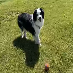 adoptable Dog in Bend, OR named Blue