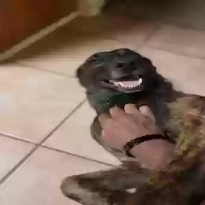 adoptable Dog in Chesapeake, VA named Kratos