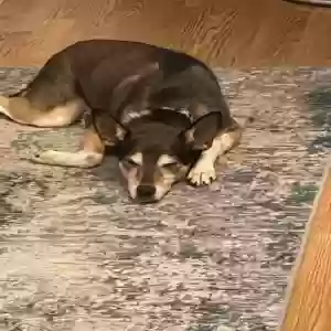 adoptable Dog in Indianapolis, IN named Pepper