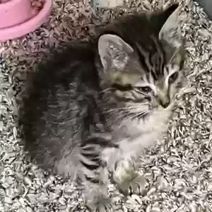 adoptable Cat in Stone Mountain, GA named Tiger