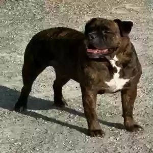 adoptable Dog in Rockville, MD named Calvin