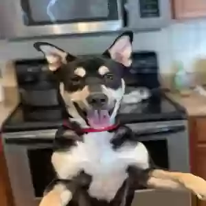 adoptable Dog in Atlanta, GA named Unknown