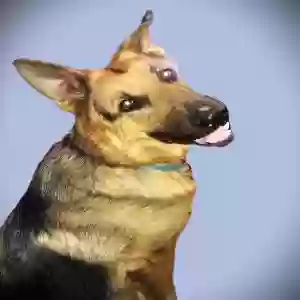 adoptable Dog in Mesa, AZ named Ash