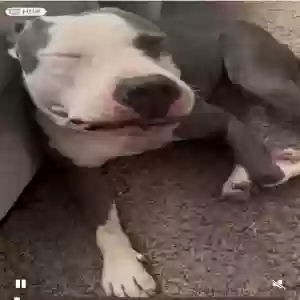 adoptable Dog in El Centro, CA named Zero