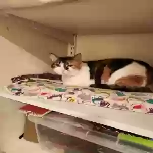 adoptable Cat in Mahwah, NJ named Ginger
