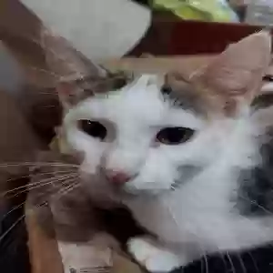 adoptable Cat in Cadet, MO named Venus
